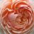 Galben - Trandafir englezesti - Ausleap